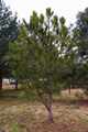 Pinus nigra Maritima IMG_9265 Sosna czarna